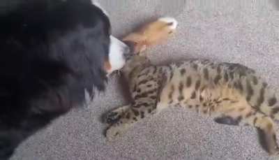 These two don&rsquo;t let size get in the way of cuddles. (67kg Bernese and 4.5 kg Bengal)