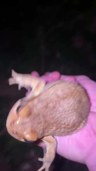 I found a fro&oelig;g