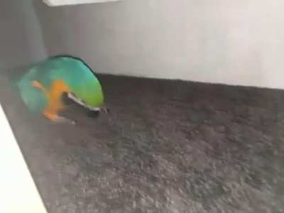 Borb attack in 3...2...1...