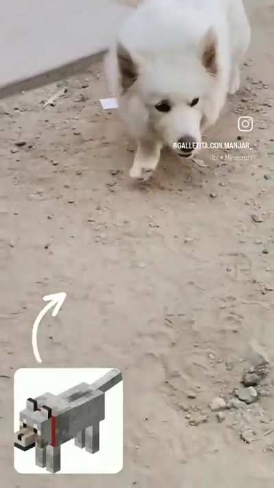 fofo 
