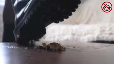 crush snail 🐌