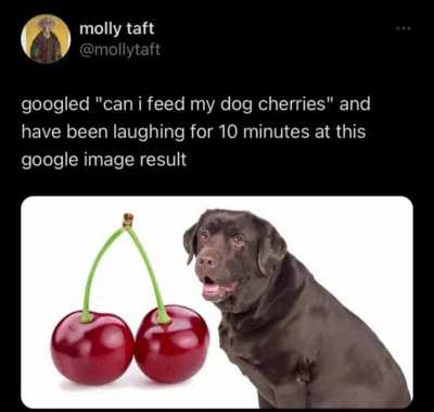 "Can i feed my dog cherries ?"