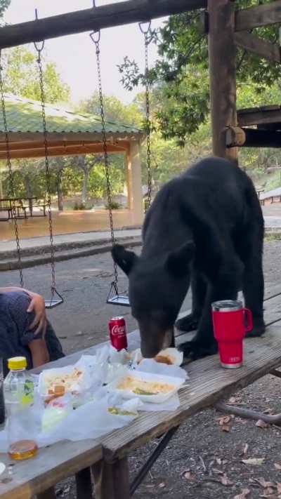 Picnic wunk 