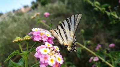 Sail swallowtail (Iphiclides podalirius) spotted in Cofru, Greece