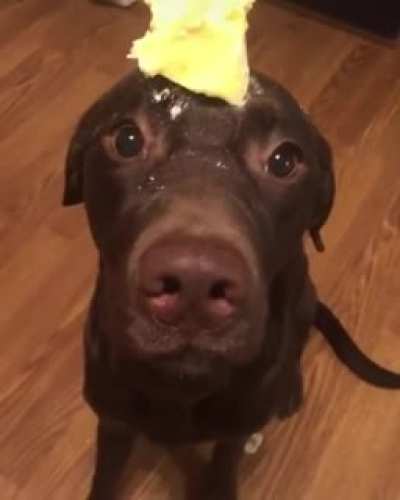 Butter dog