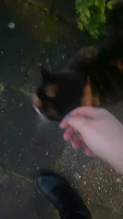One of my friends. She&rsquo;s a ittle buddy who walks with me for a bit every time I get my groceries