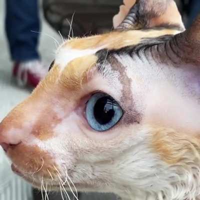 Our cat Aja&rsquo;s Heterochromia attack eyes while birdwatching.