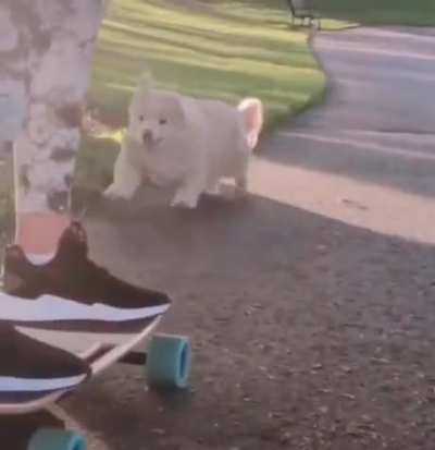 Who's A Good Boy