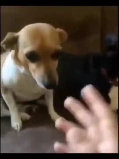 Bro the dog face