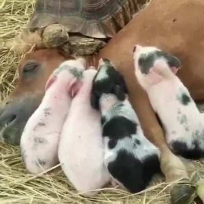 I am pillow now.