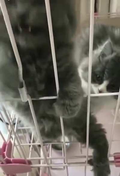 Fugitive is unhappy behind bars