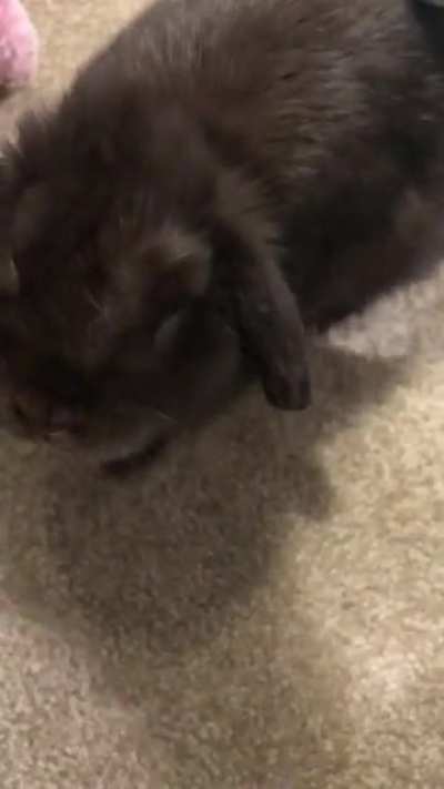 Ruby hates how much she loves the vacuum.
