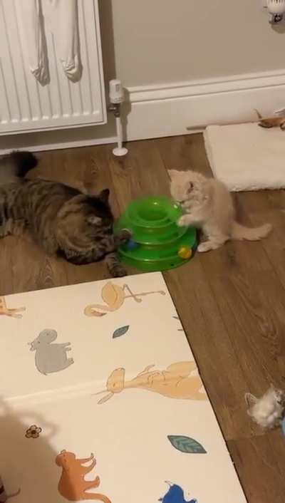 UPDATE resident cat getting along now?? / no aggressive behaviour towards new kitten?