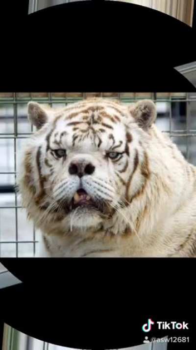 Eye Of The Down Syndrome Tiger