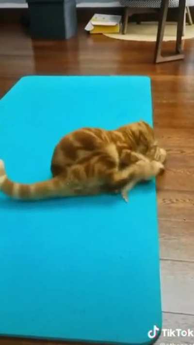Cats don&rsquo;t respect vulnerabilities