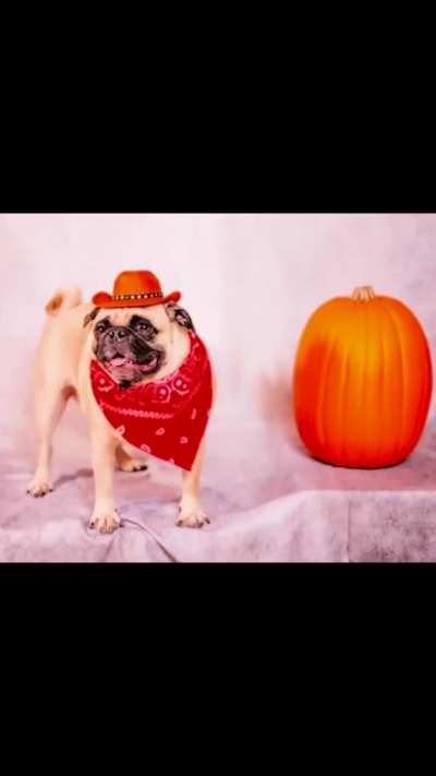 Heckin cute model boye struttin&rsquo; his floof and showin&rsquo; off his spoopy Howloween costumes