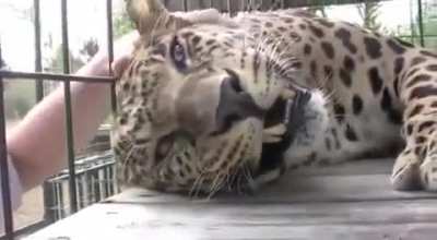 Big kitty just wants some cuddles!