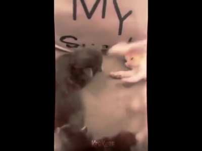 Sepan hermanos que la Guerra Santa se acerca y los infieles pagarán. Mis gatitos Halal están listos ☪️💜