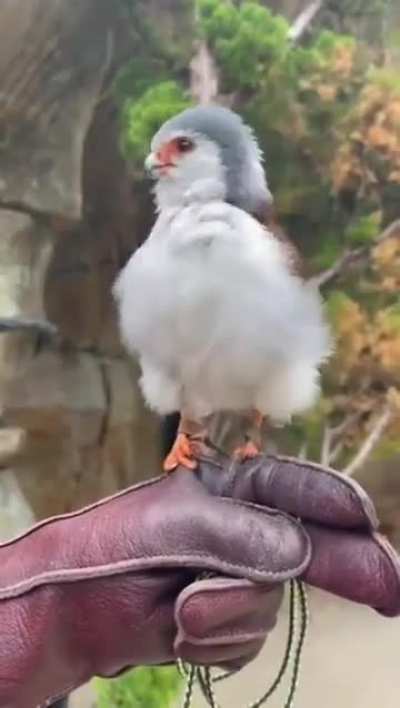 🔥 Fully grown Pigmy Falcon . It is Africa&rsquo;s smallest raptor . It only weighs 2-3 ounces.