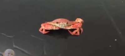 oh yeah mr krabs