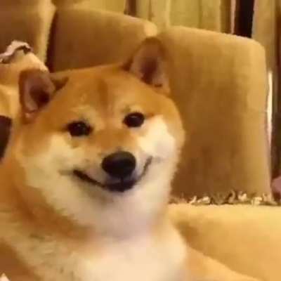Shiba