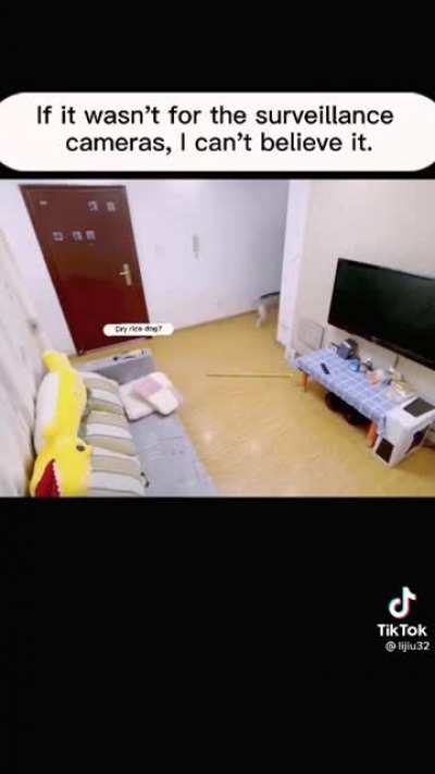 Dog turns off tv and cleans the floor!