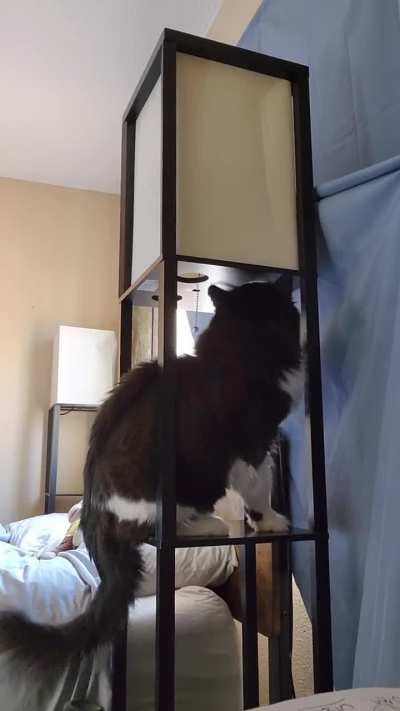 Curious cat