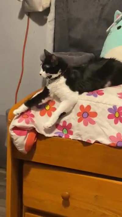 My cat does this every day at least once, I&rsquo;ve never seen this sort of behavior - is he just an oddball ??