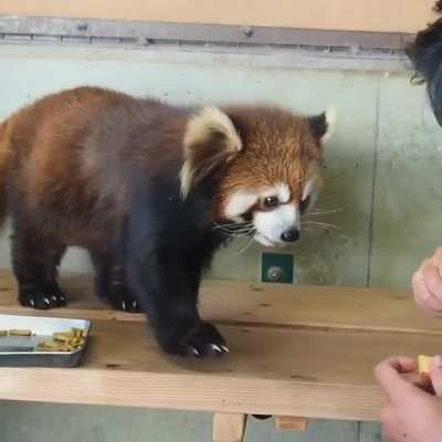Brushing Panda...He seems to be enjoying it &amp;lt;3 &amp;lt;3
