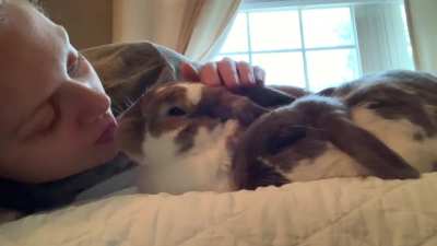 gib kiss