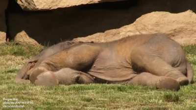 Mother elephant can&rsquo;t wake baby who's asleep and asks the keepers for help