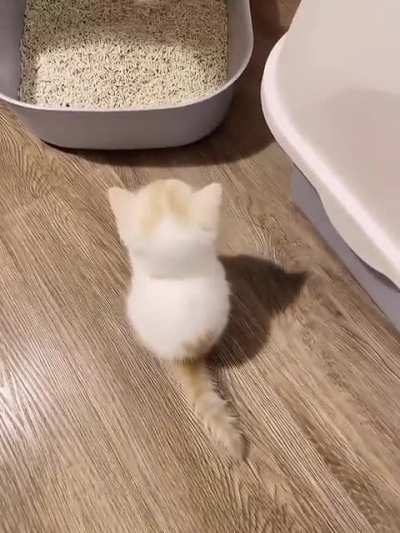 Post by u/Historical_Ad3474 in r/aww