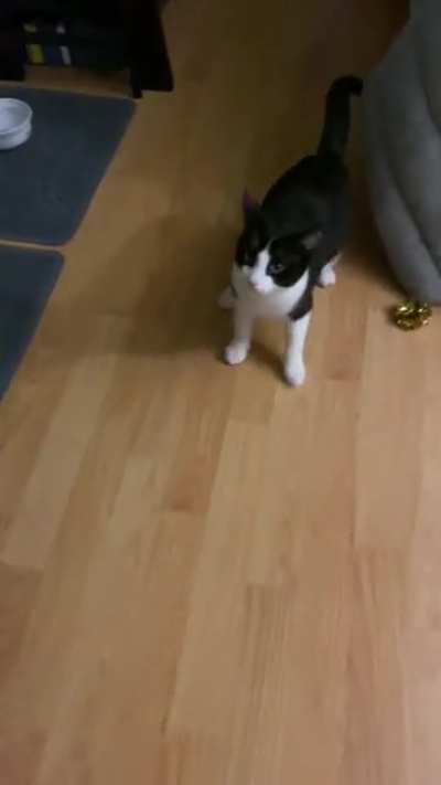 Shy kitten trying to meow for food like her brother&hellip;