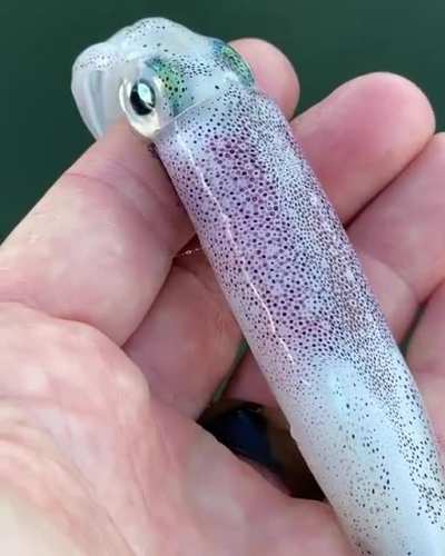 Just beneath the surface of this squid&rsquo;s skin are thousands of color-changing cells called chromatophores [by Drew Chicone]