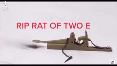 Ratatouille &times; rat of two e ✓