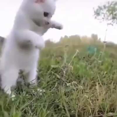 ScArY pReDaToR cHaSiNg A pOoR bIrD
