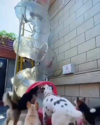 Slide Dogs They enjoy the party