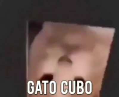 Gato Cubo