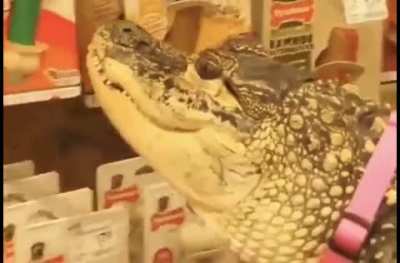Blursed_pet