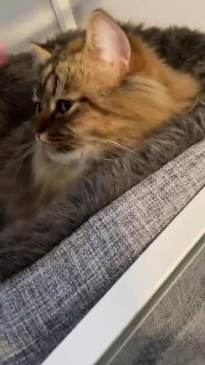 Merlot loves his momma (sound on for purrs)