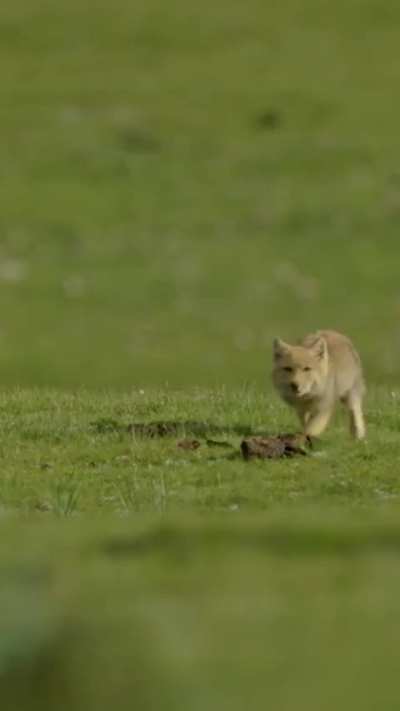 Yay tibetan foxxo pups!