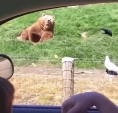 😎🐻😎