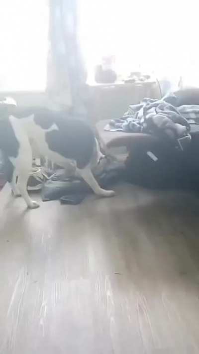 death by dog