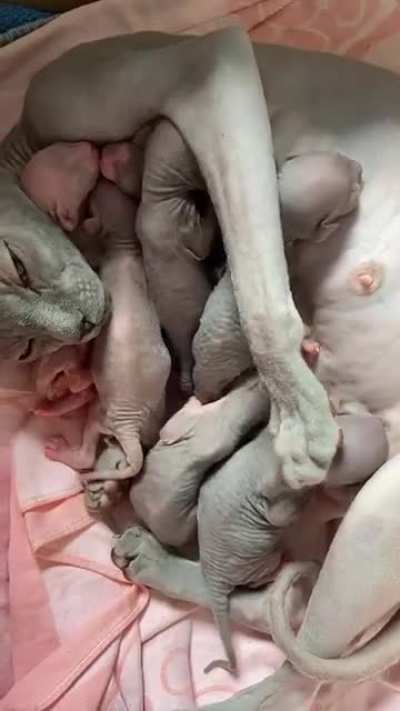 Reposting here for appreciation because no sphynx should be viewed as &ldquo;terrifying.&rdquo;