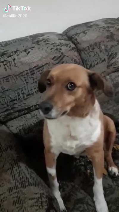 The owner said, &ldquo;the neighbor&rsquo;s dog is pregnant&rdquo;