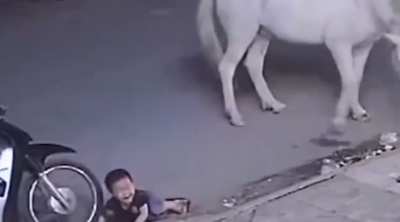 Slapping a horse