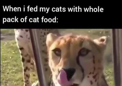What do you want my meat too?