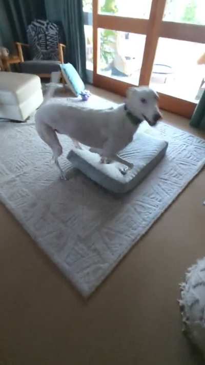 Greyhound tippy toes of excitement