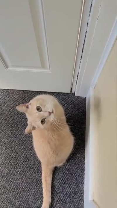 You gotta yell when you want to go outside