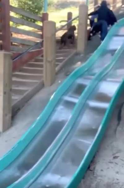 He walked himself back up the slide so he could ride down again 🤣